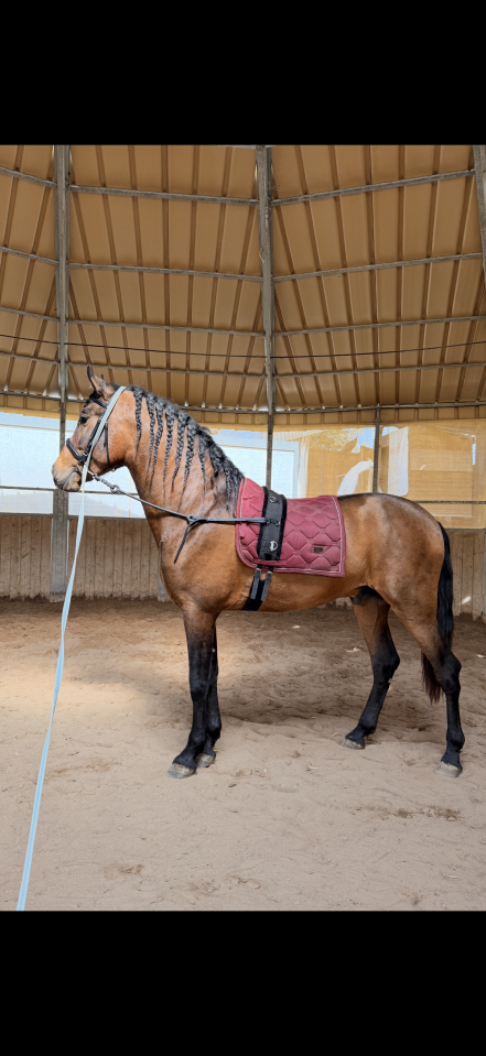 Fiador Salvatella II - Entier - PRE 4 ans - 1m72 -  