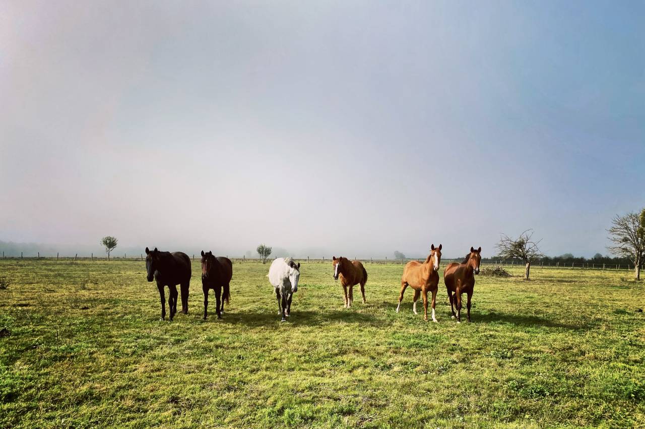 &Eacute;curies de l&rsquo;Arceau &mdash; &Eacute;curies actives & Paddock Paradis