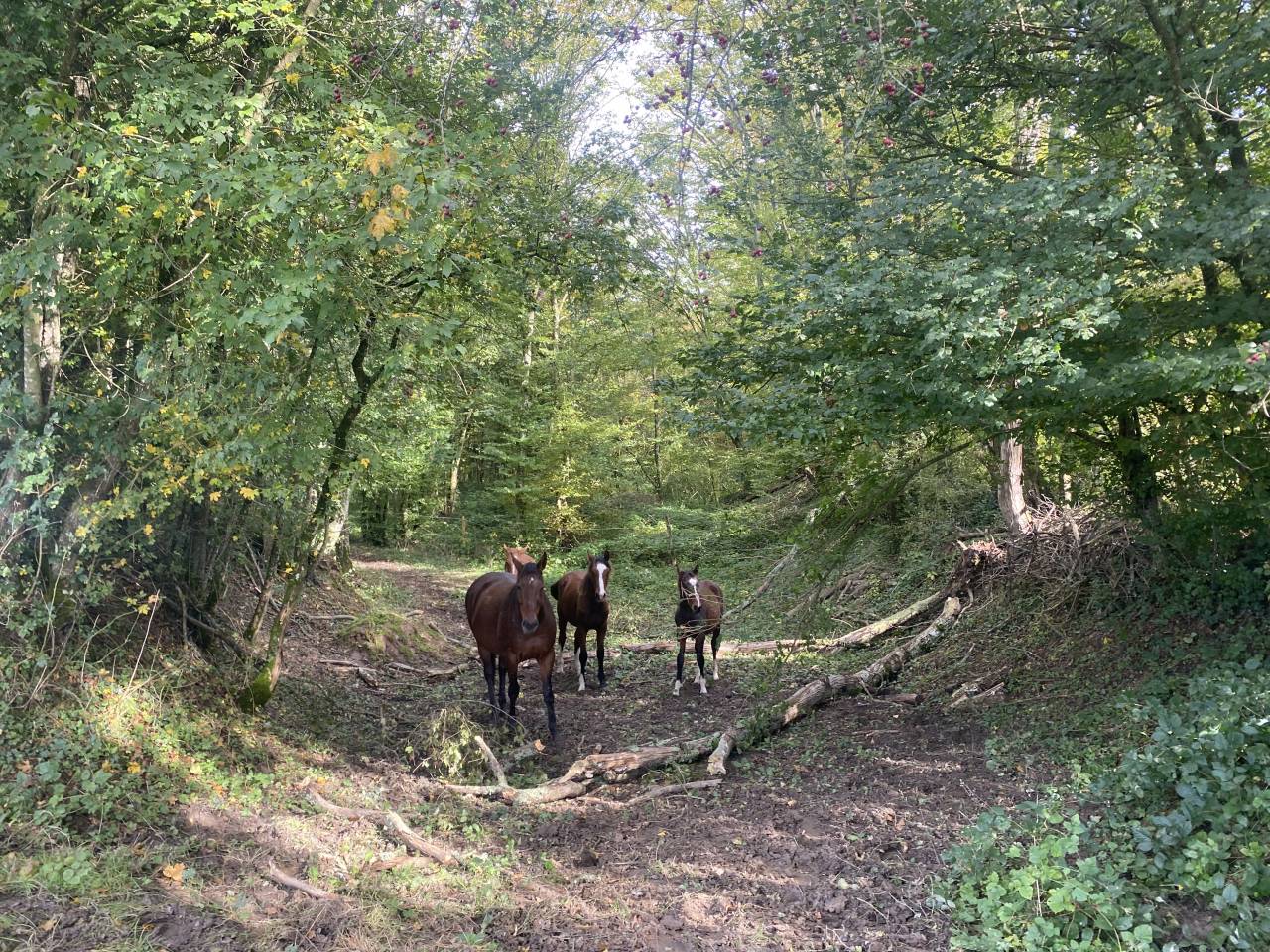 &Eacute;curies de l&rsquo;Arceau &mdash; &Eacute;curies actives & Paddock Paradis