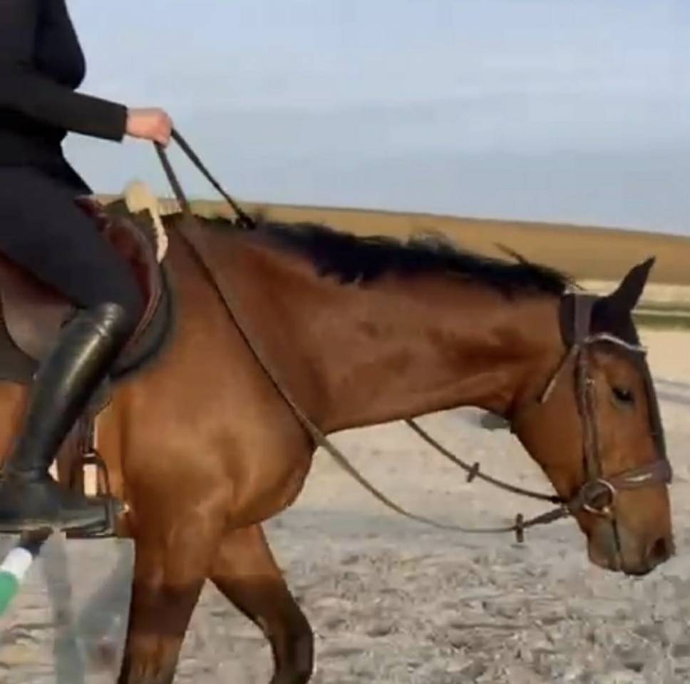 Cheval de sport 5 ans Hongre