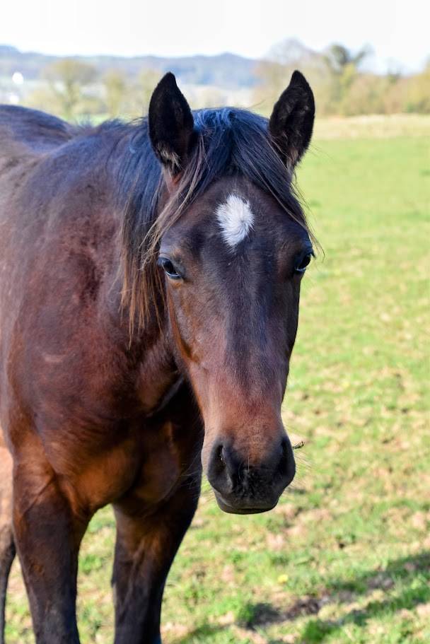 QUARTER HORSE PP FONDATION - TOP MENTAL - 2 ANS - DISPO