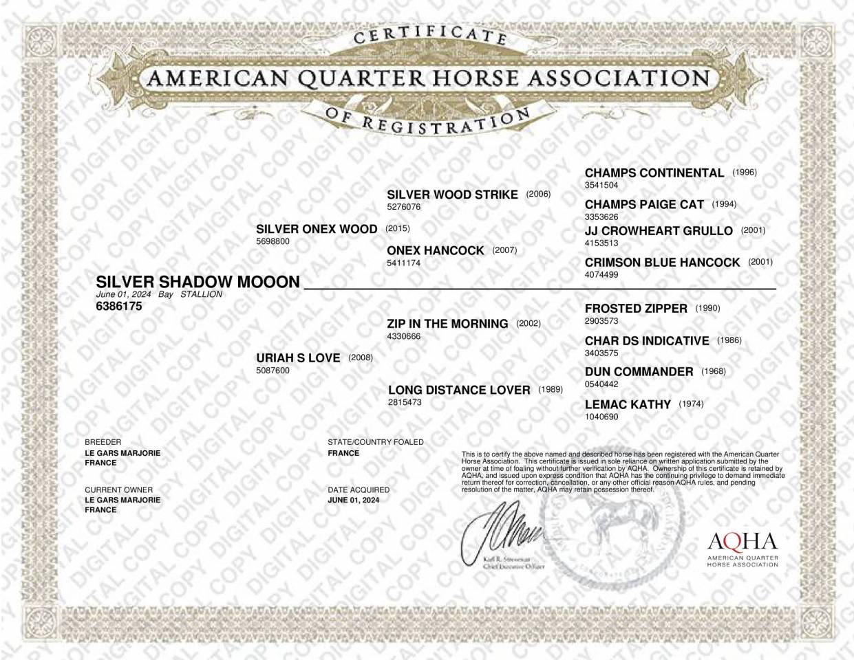 QUARTER HORSE PP FONDATION - TOP MENTAL - 2 ANS - DISPO