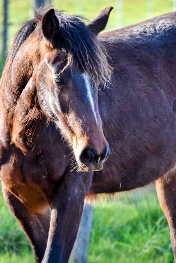 QUARTER HORSE PP FONDATION - TOP MENTAL - 2 ANS - DISPO