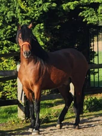 Hongre 4ans espagnol pp pre 