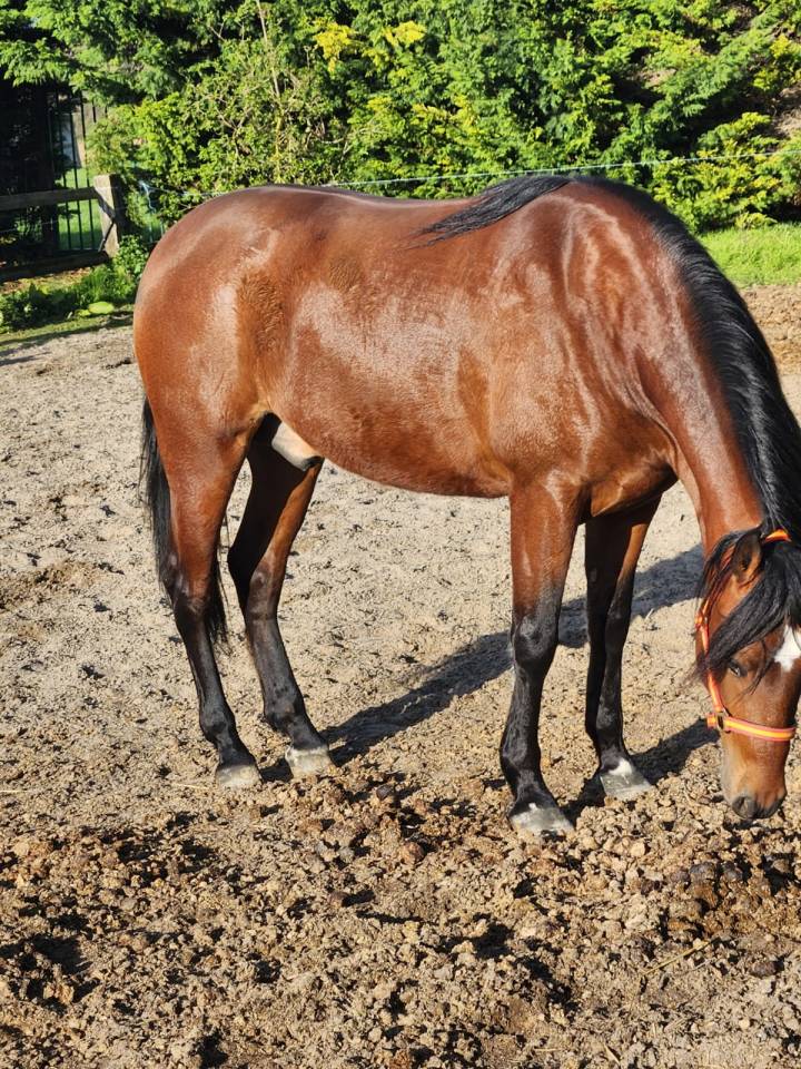 Hongre 4ans espagnol pp pre 