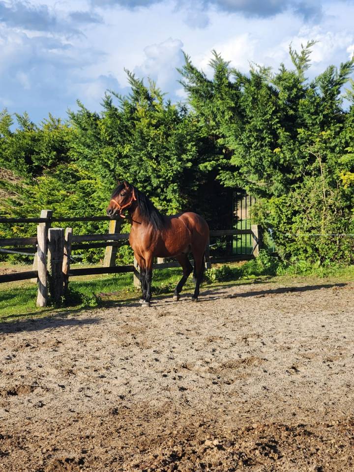 Hongre 4ans espagnol pp pre 