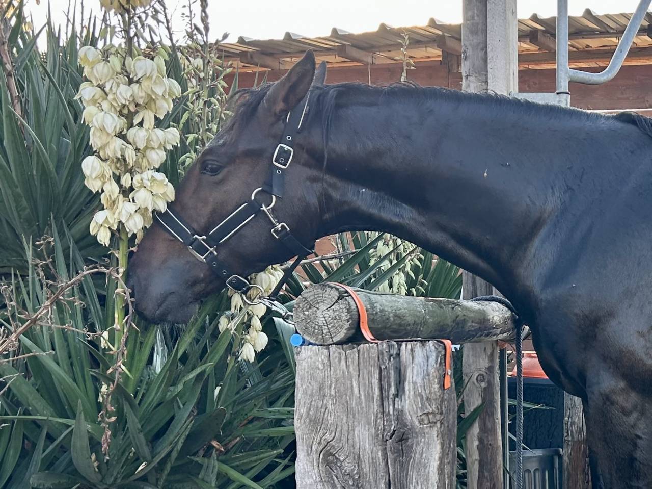 AV Hongre 2 ans g&eacute;n&eacute;tique sport