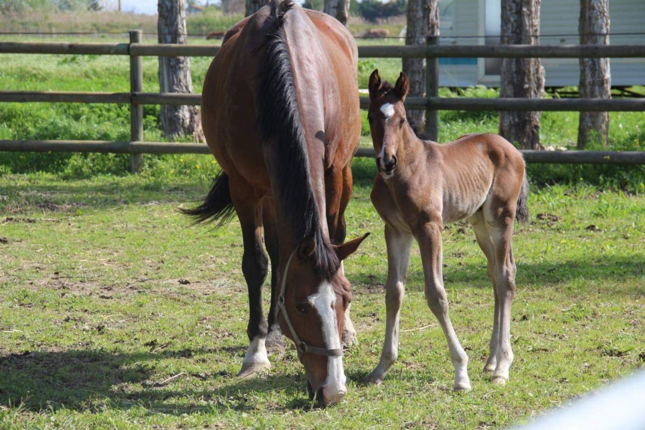 AV Hongre 2 ans g&eacute;n&eacute;tique sport