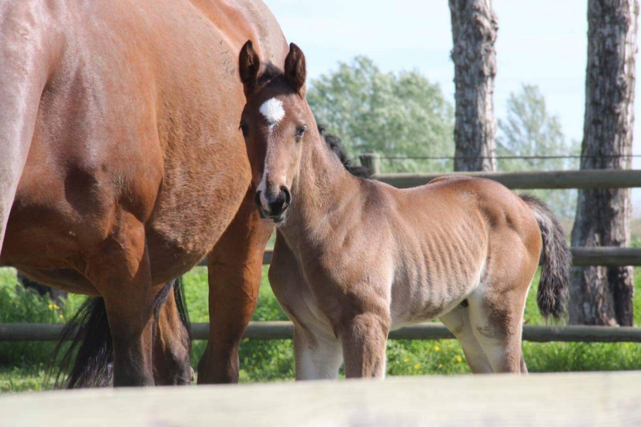 AV Hongre 2 ans g&eacute;n&eacute;tique sport