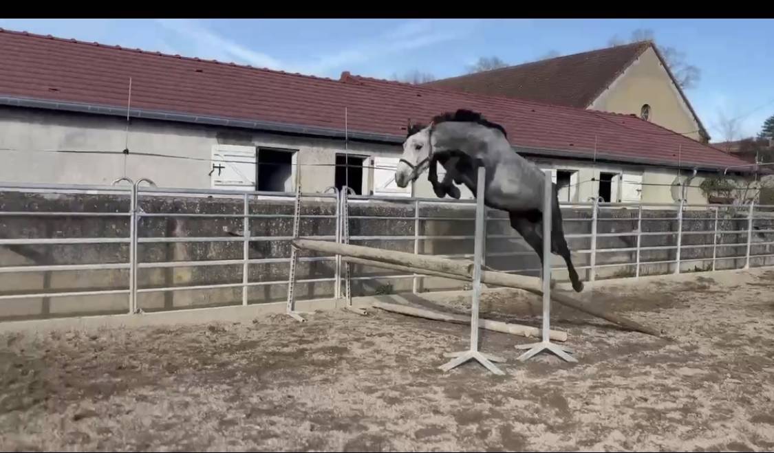 Male 4 ans Catchar mail x Casano