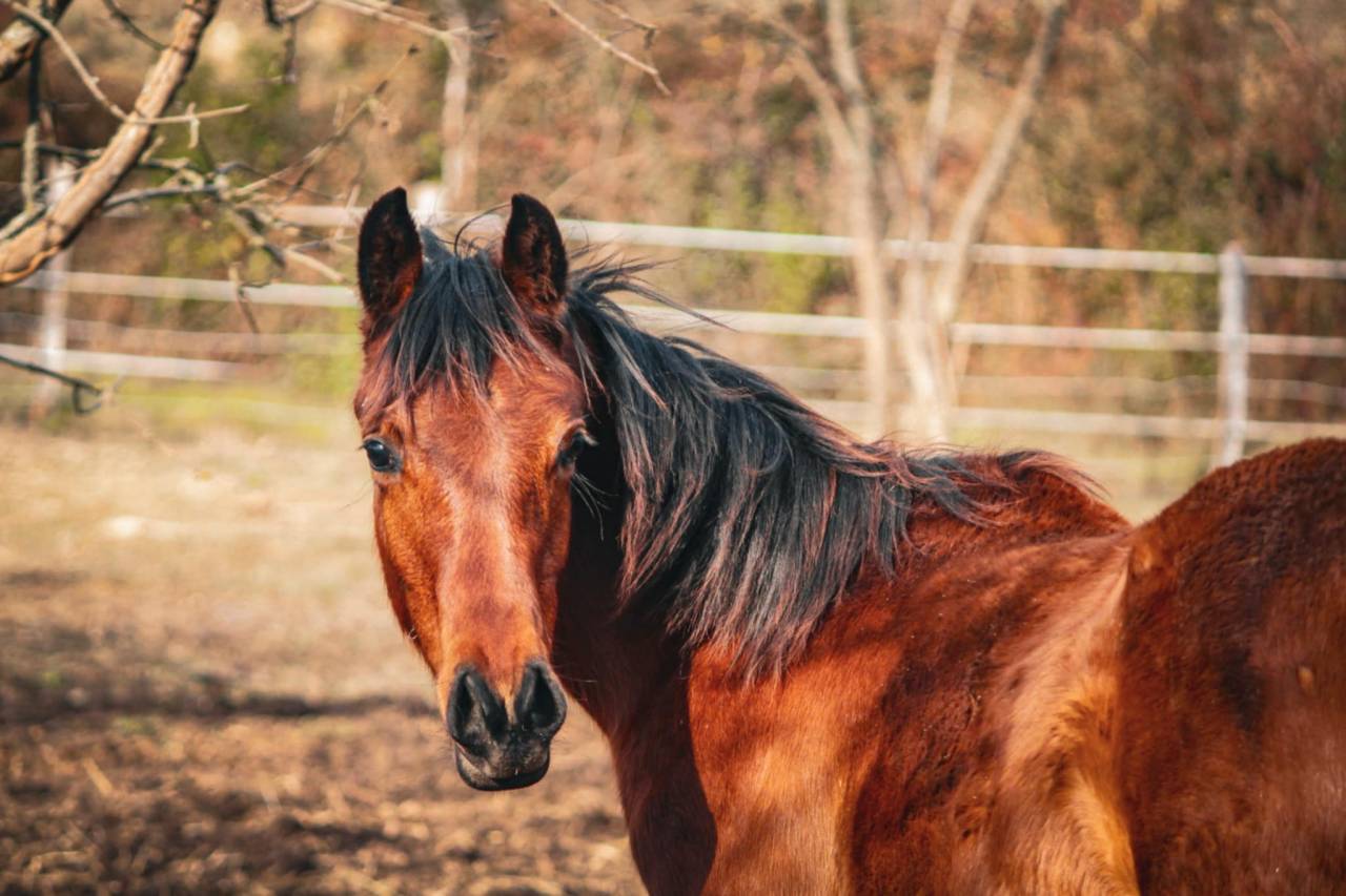 Hongre pur-sang arabe pleins papiers