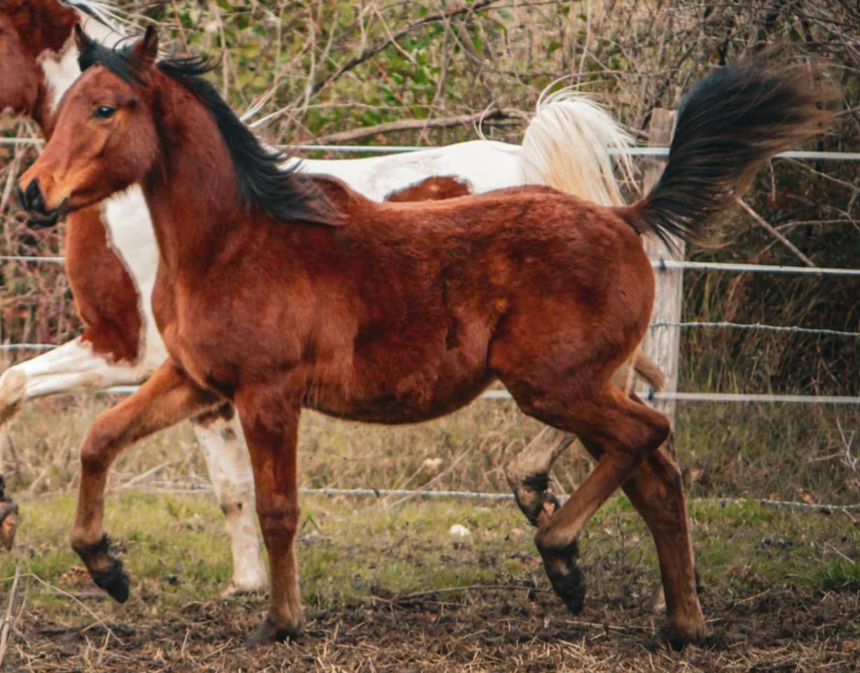 Hongre pur-sang arabe pleins papiers