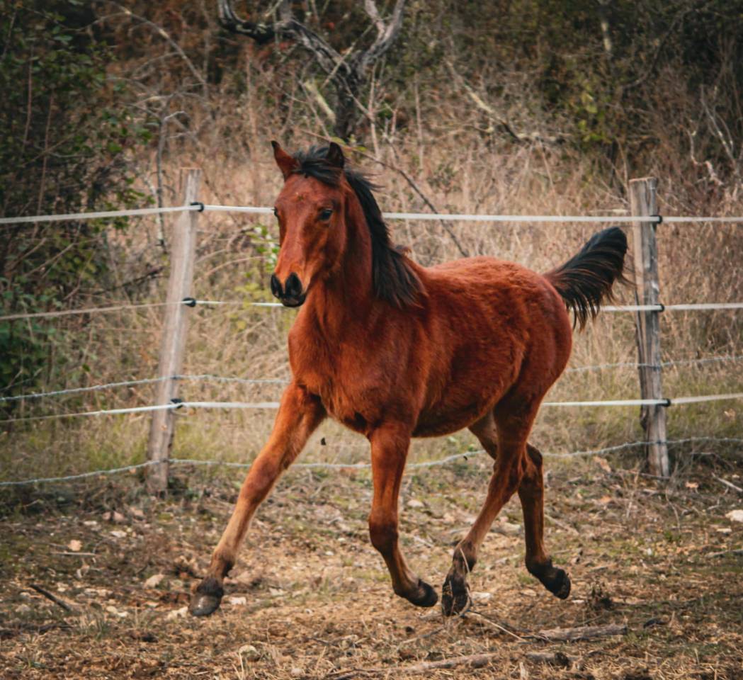 Hongre pur-sang arabe pleins papiers