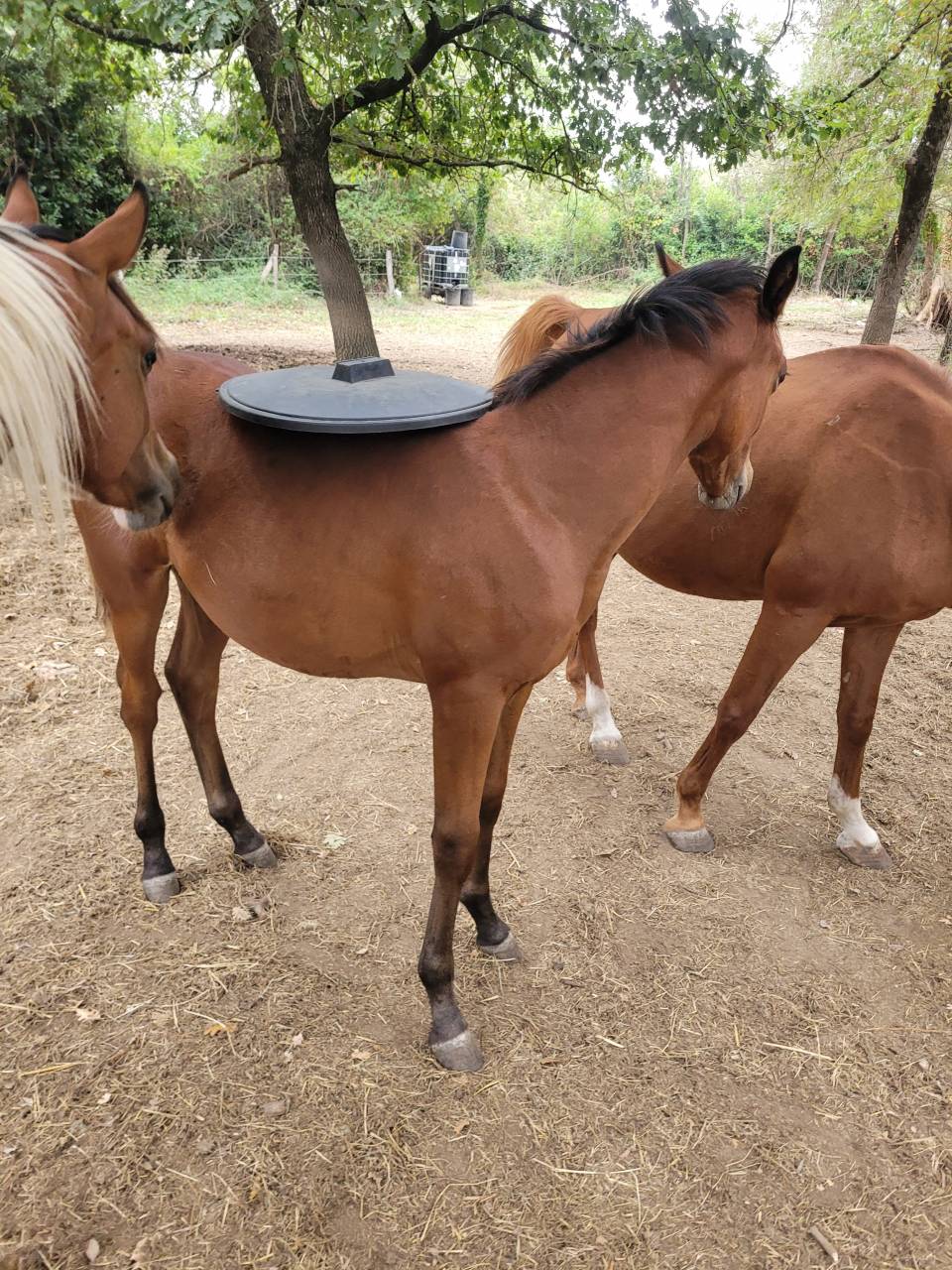 Hongre pur-sang arabe pleins papiers