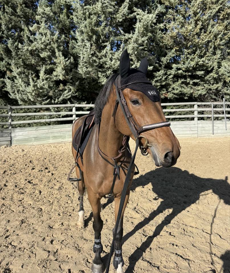 Jument pr&ecirc;te amateur &eacute;lite 6 ans 