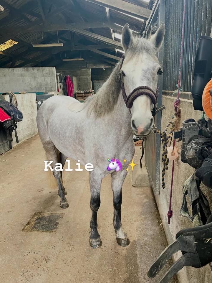 Ponette de sport Connemara Part Bred