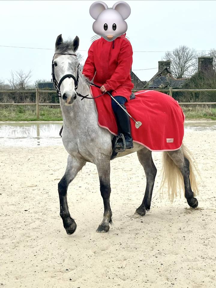 Ponette de sport Connemara Part Bred