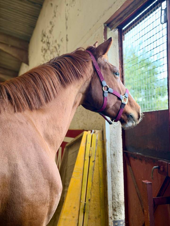 Jument de dressage BWP