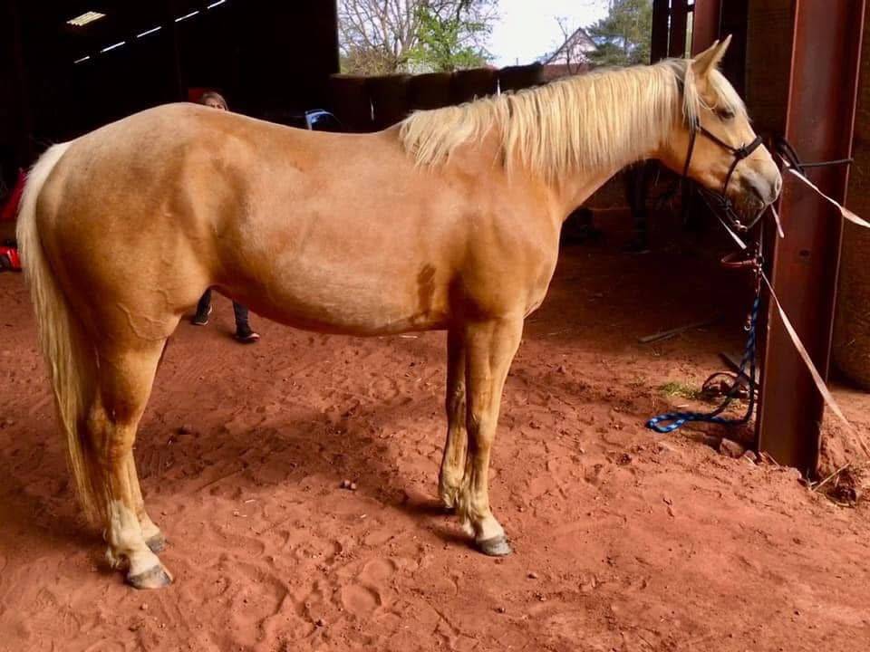 Pouliche Quarter Horse Isabelle PP