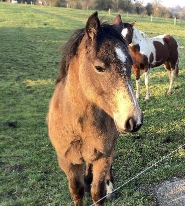 Pouliche Quarter Horse Isabelle PP