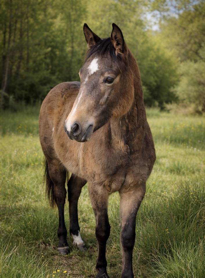 Pouliche Quarter Horse Isabelle PP