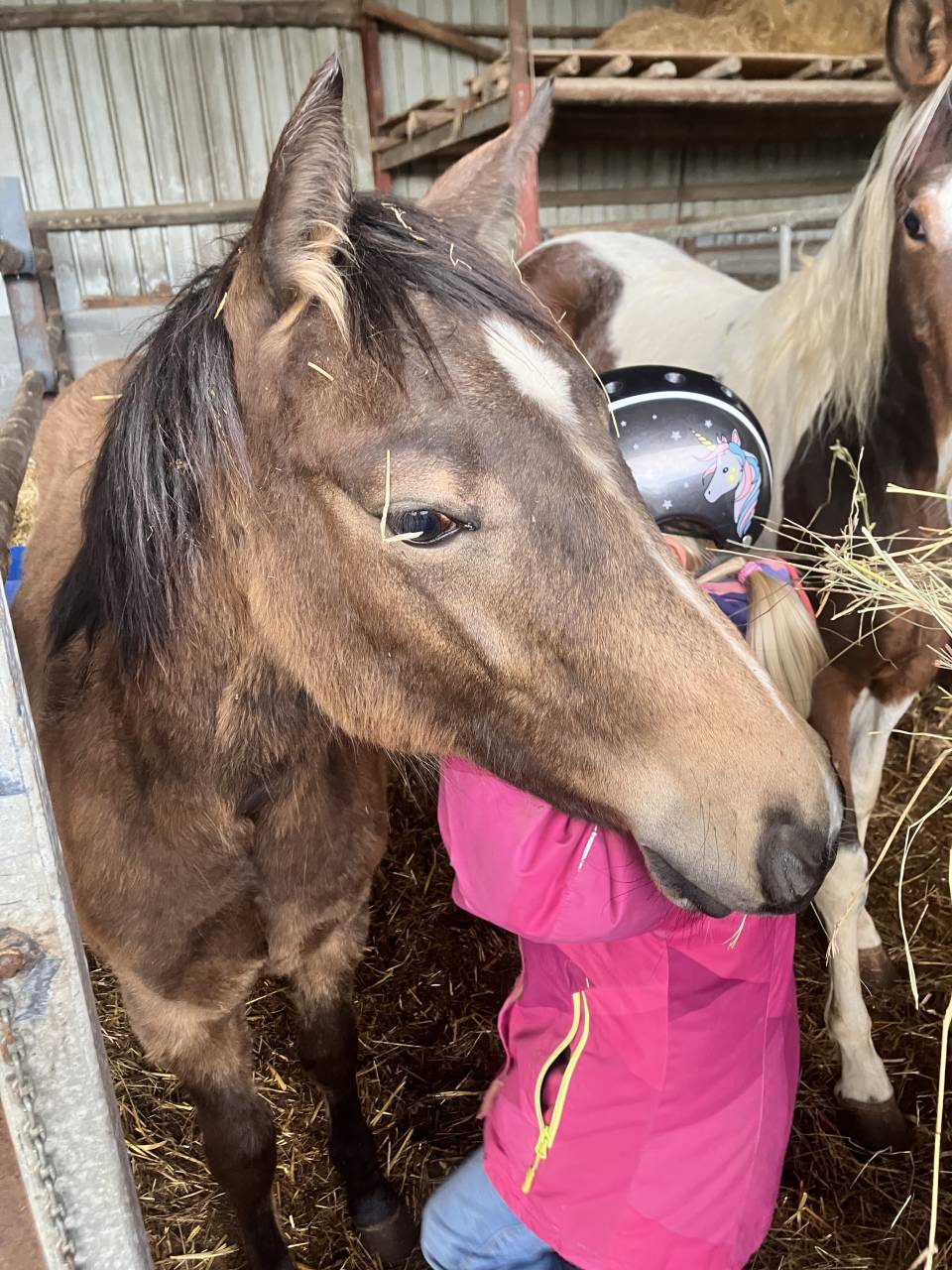 Pouliche Quarter Horse Isabelle PP