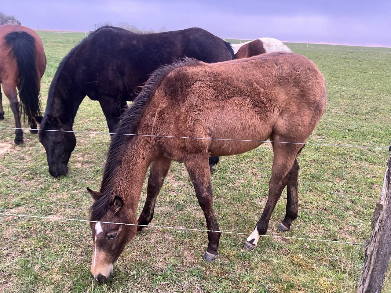 Pouliche Quarter Horse Isabelle PP