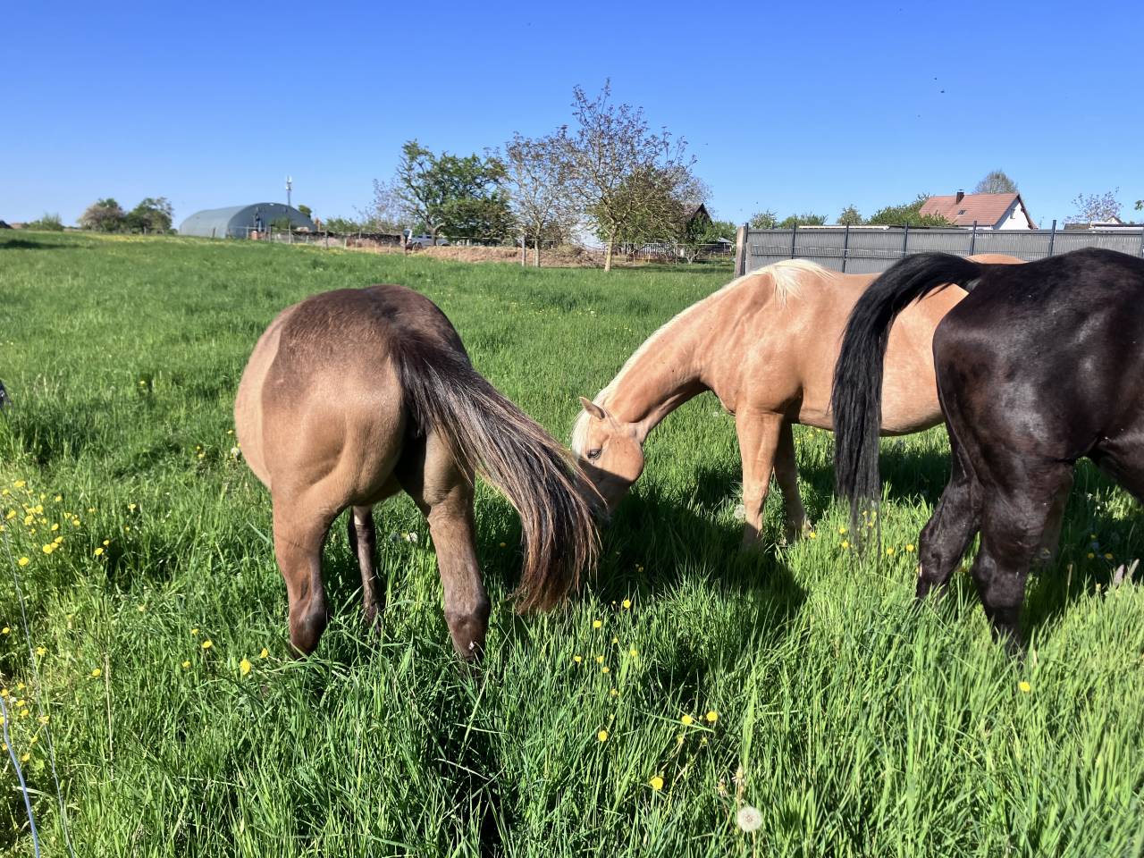 Pouliche Quarter Horse Isabelle PP