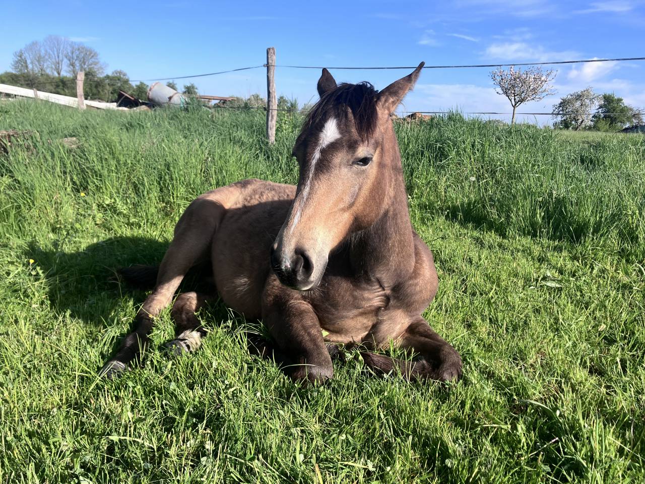 Pouliche Quarter Horse Isabelle PP