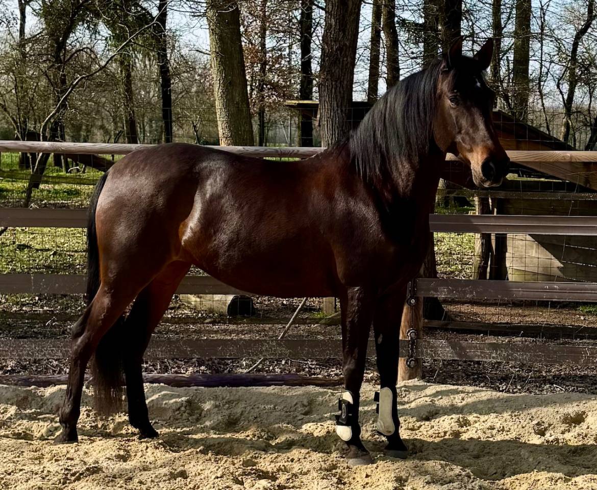 ?PRE 12 ans&ndash;Jument coup de c&oelig;ur, gentille et appliqu&eacute;e