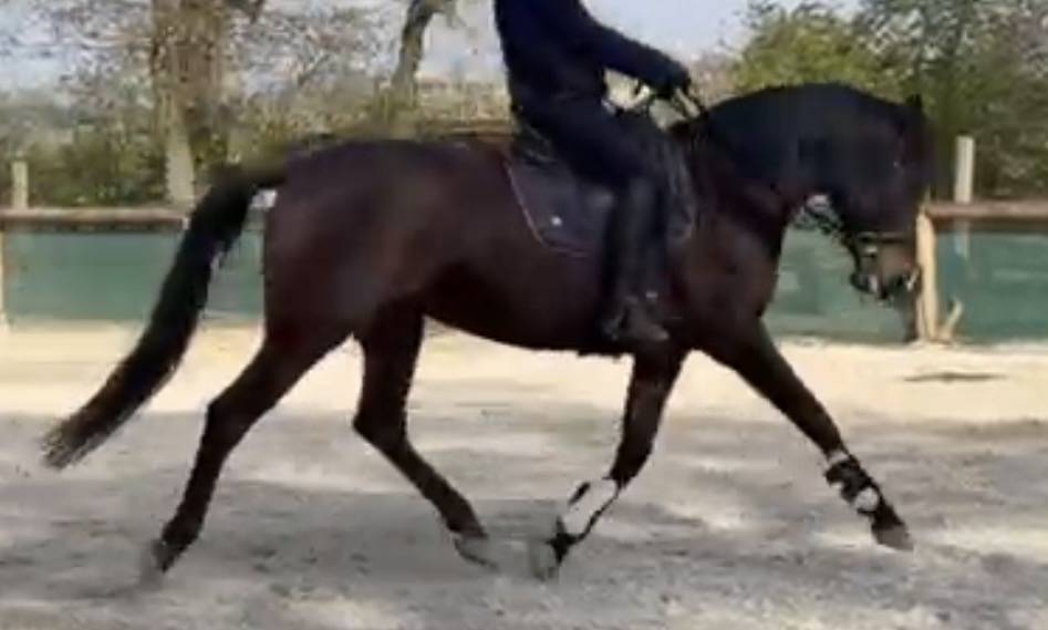 ?PRE 12 ans&ndash;Jument coup de c&oelig;ur, gentille et appliqu&eacute;e