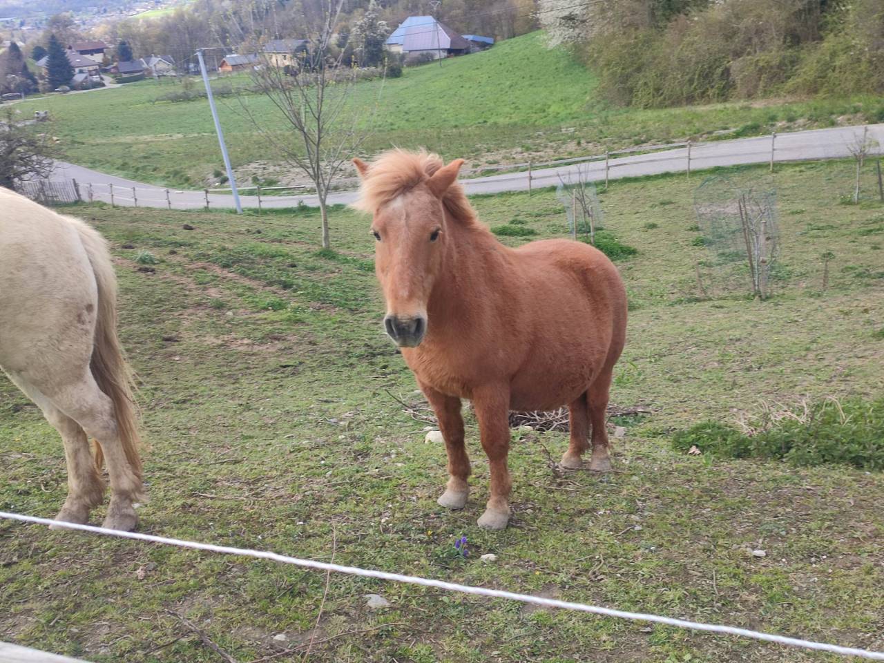 poney de loisirs 