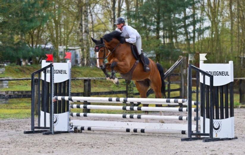 Selle fran&ccedil;ais de 6 ans Grandorado Tn x Almox Prints 