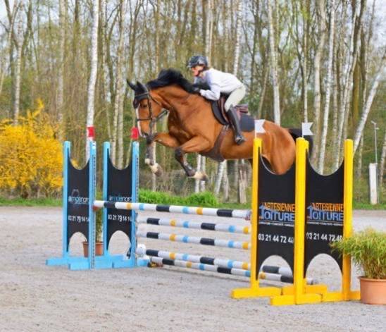 Selle fran&ccedil;ais de 6 ans Grandorado Tn x Almox Prints 