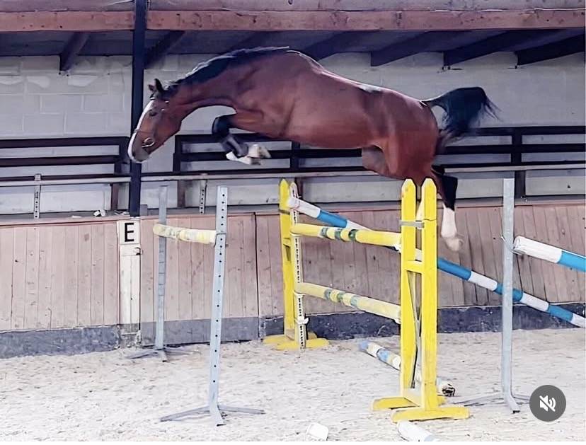 Selle fran&ccedil;ais de 6 ans Grandorado Tn x Almox Prints 