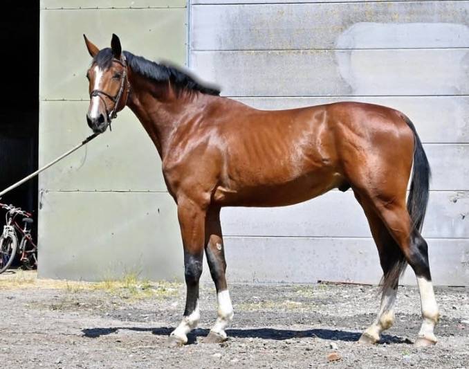 Selle fran&ccedil;ais de 6 ans Grandorado Tn x Almox Prints 