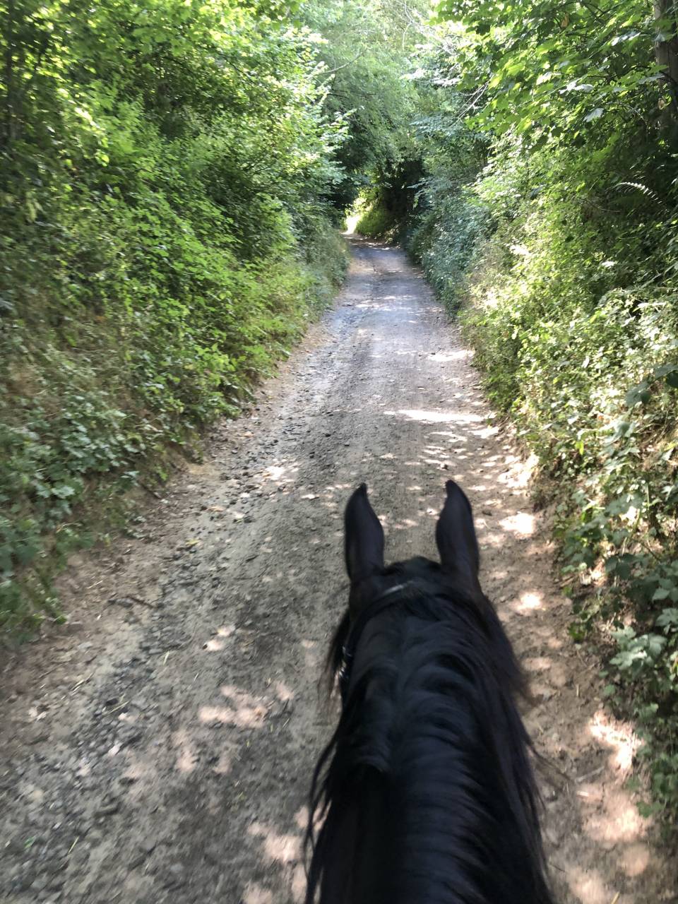 Hongre part-arabe noir