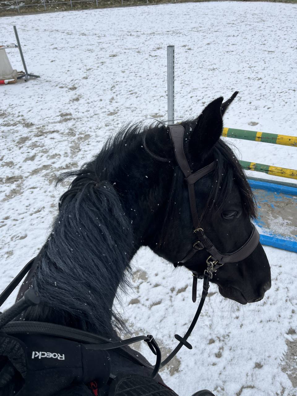 Hongre part-arabe noir