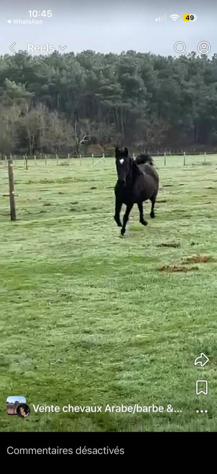 Jument arabe  &Eacute;gyptienne noire homozygote 