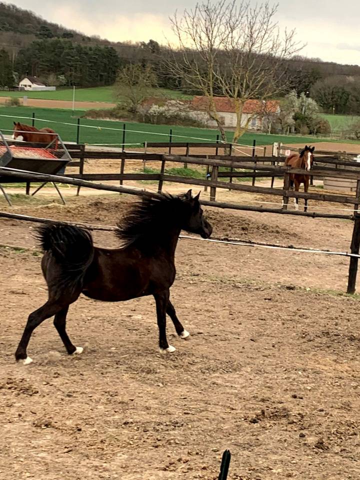 Jument arabe  &Eacute;gyptienne noire homozygote 