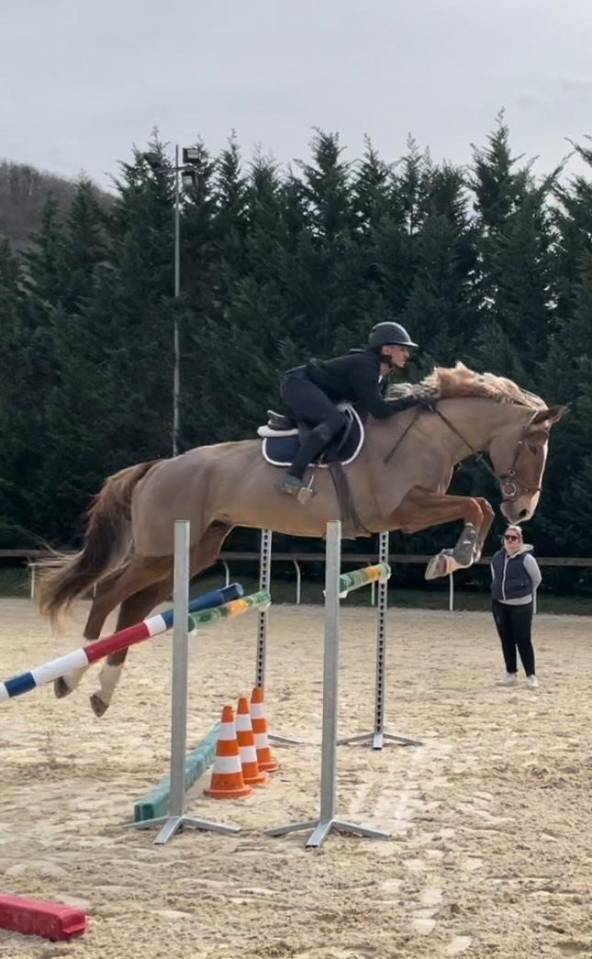 Cheval Selle fran&ccedil;ais hongre 