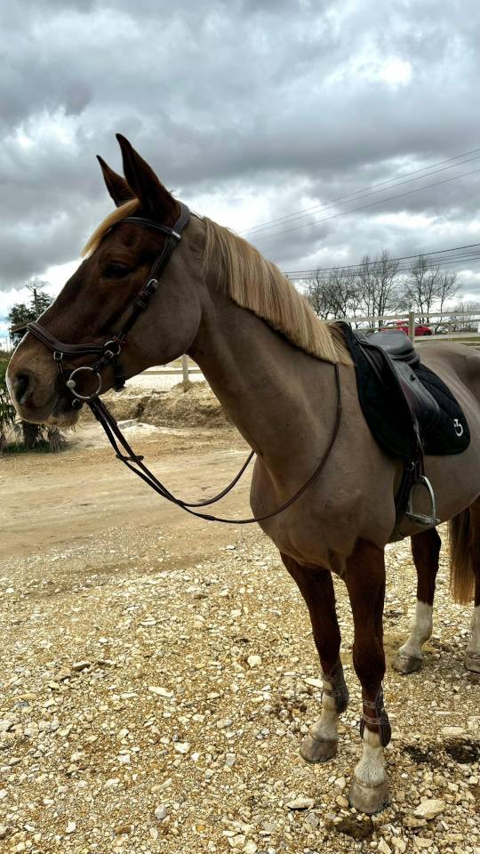 Cheval Selle fran&ccedil;ais hongre 