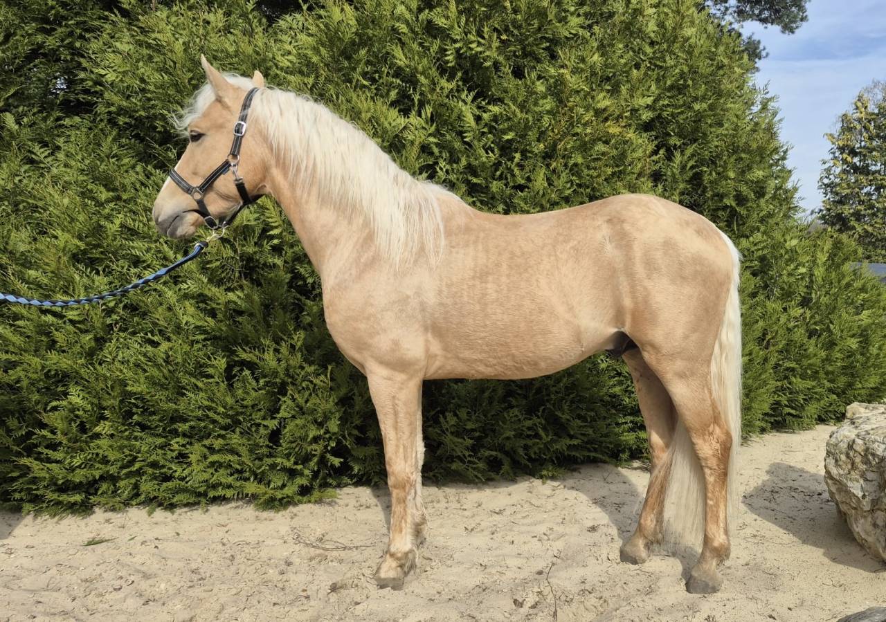 A vendre entier palomino PRE