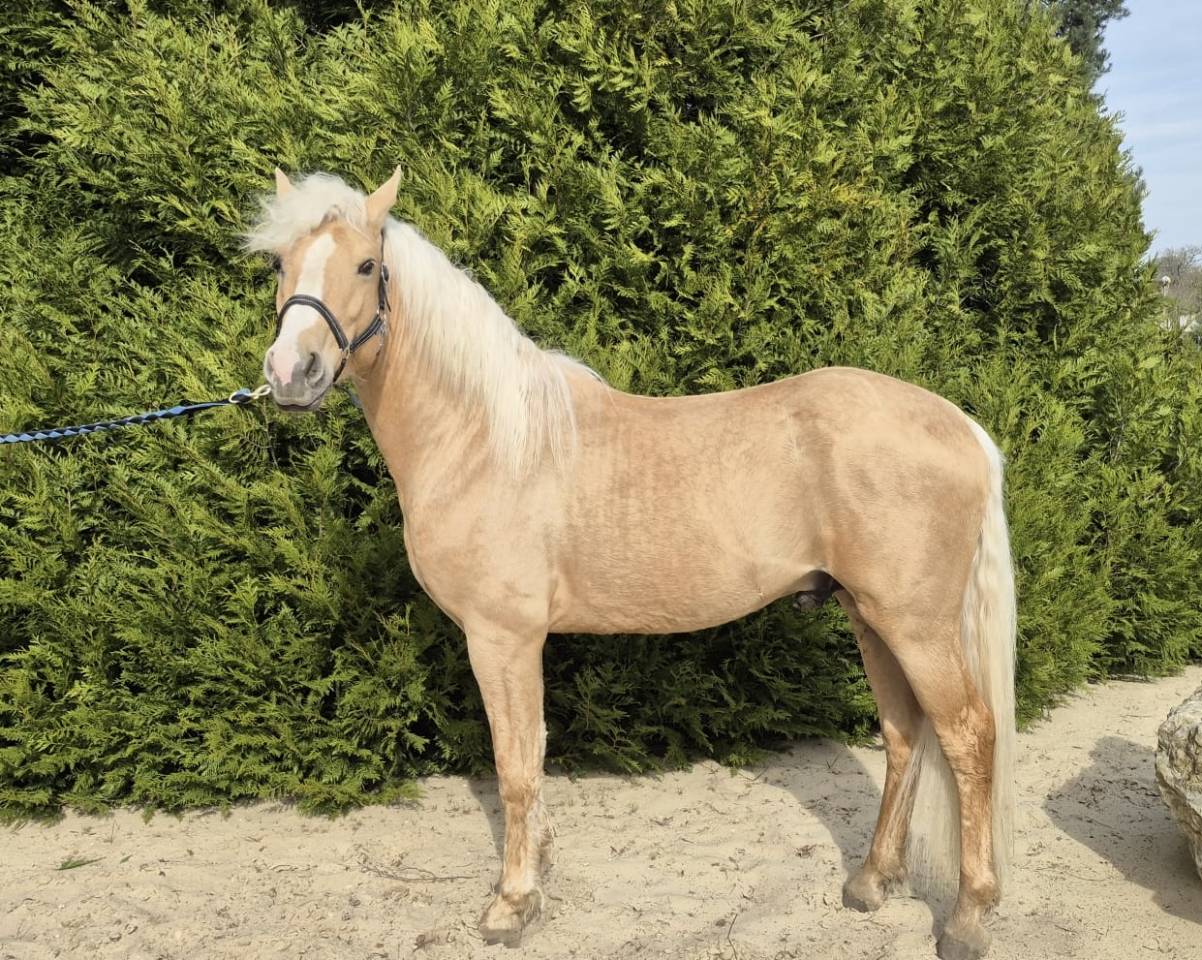 A vendre entier palomino PRE