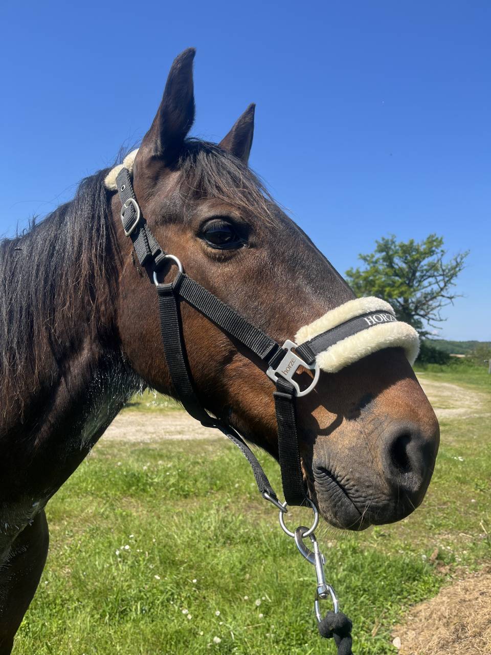 &Eacute;cho du Lupin, trotteur fran&ccedil;ais au grand c&oelig;ur