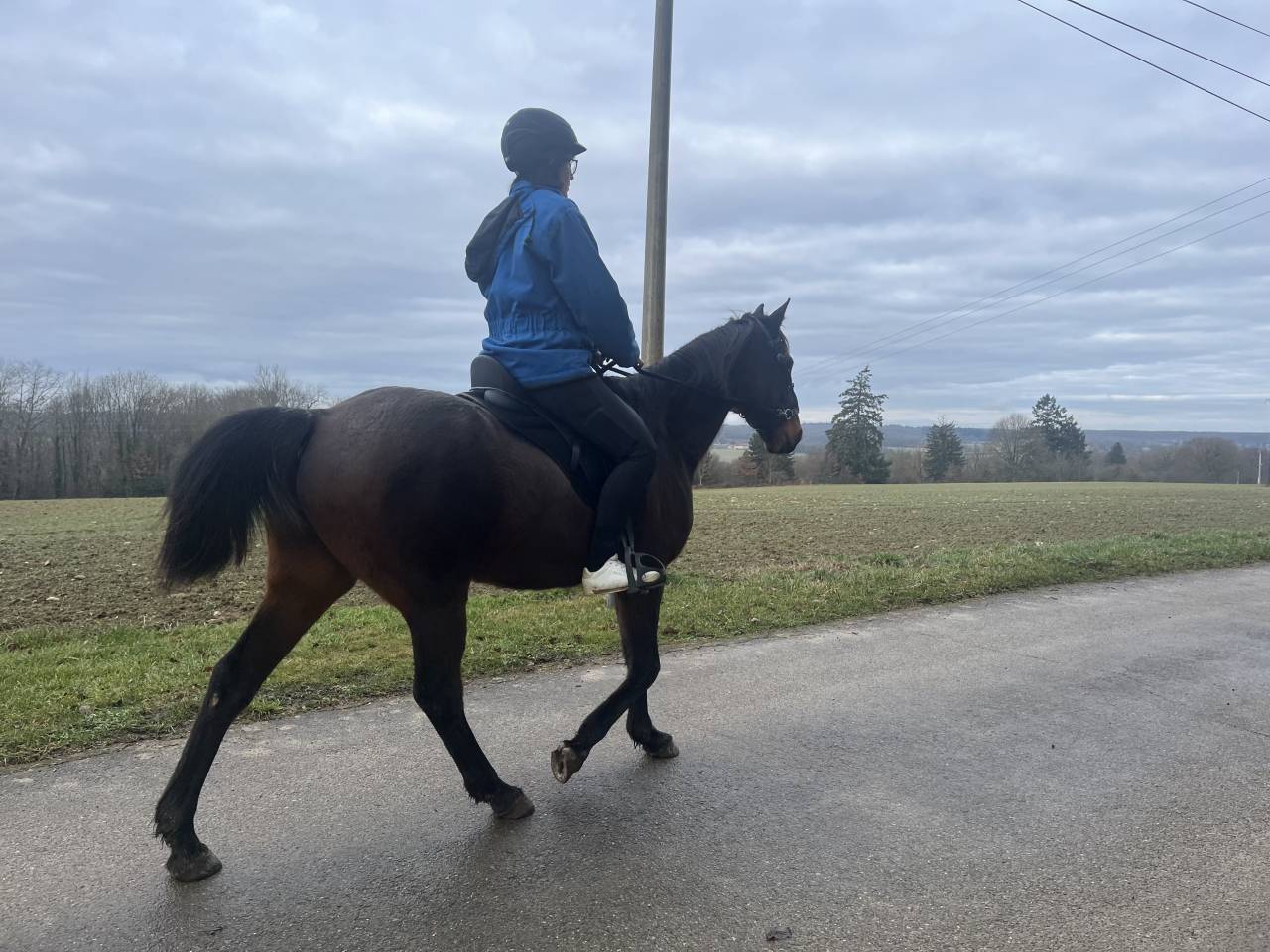 &Eacute;cho du Lupin, trotteur fran&ccedil;ais au grand c&oelig;ur
