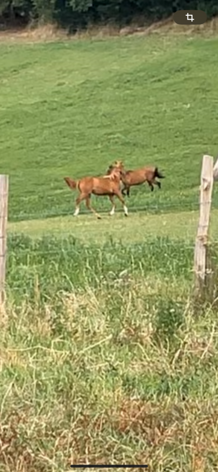 Pouliche DSA (Paint Horse/PSAr)