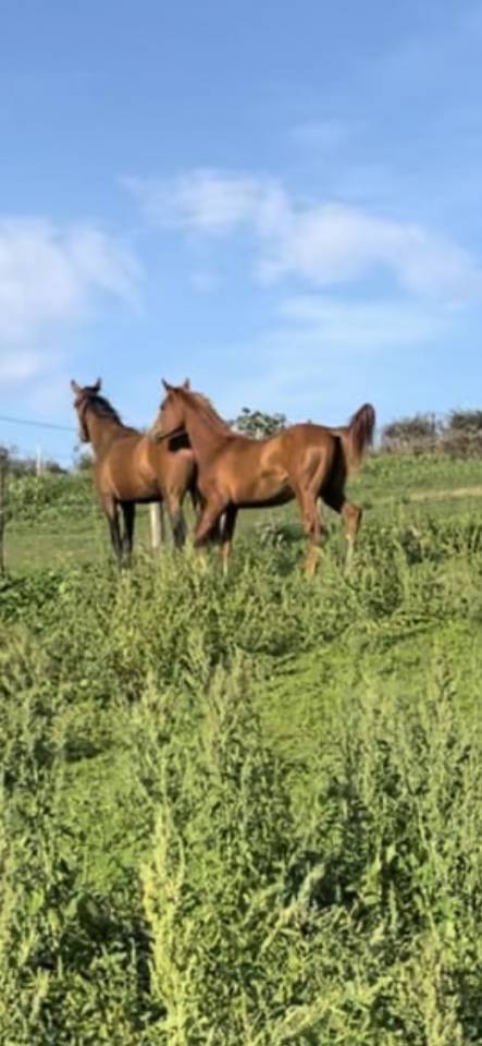 Pouliche DSA (Paint Horse/PSAr)