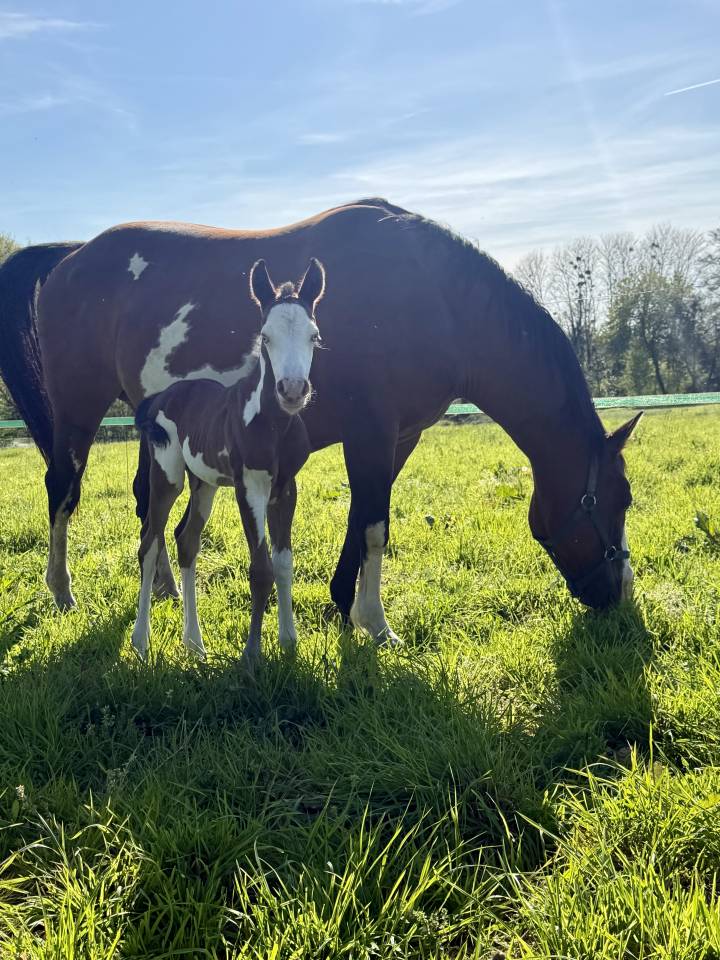Jument et poulain Paint Horse 