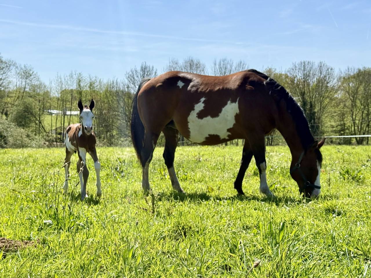 Jument et poulain Paint Horse 